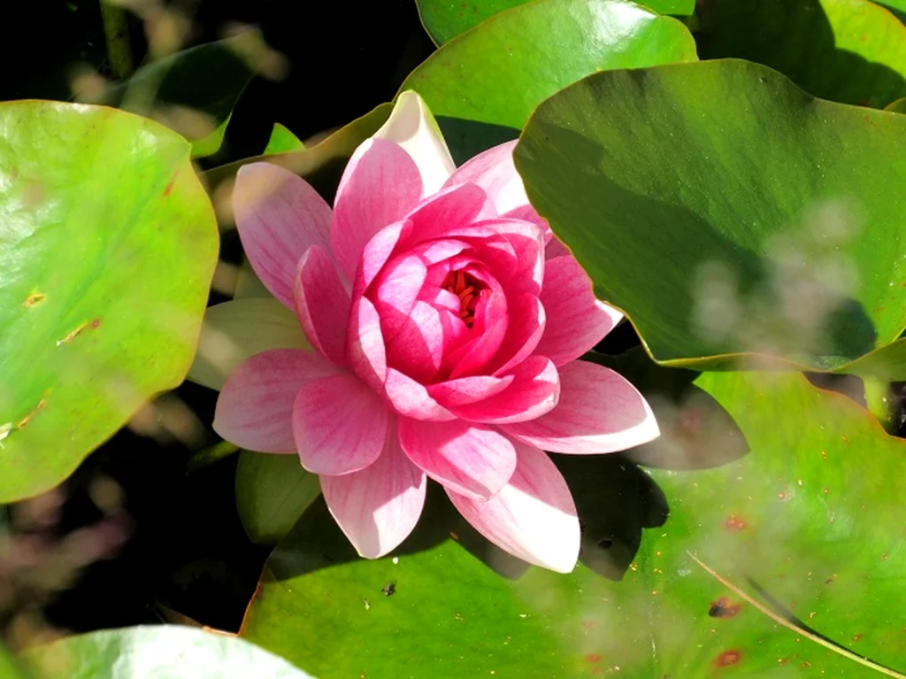 Attitude of Gratitude